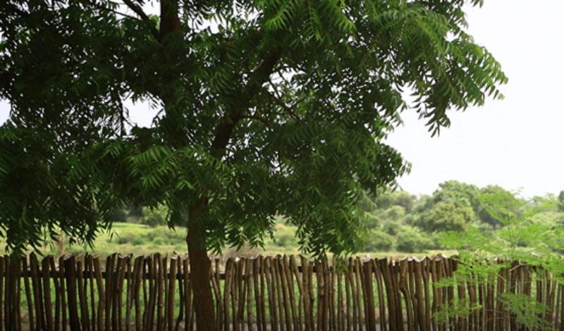Yala Leopard Lodge Eksteriør bilde
